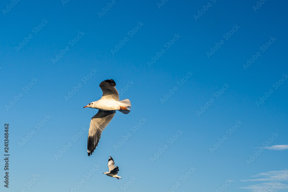 Obraz premium Seagull in the blue sky