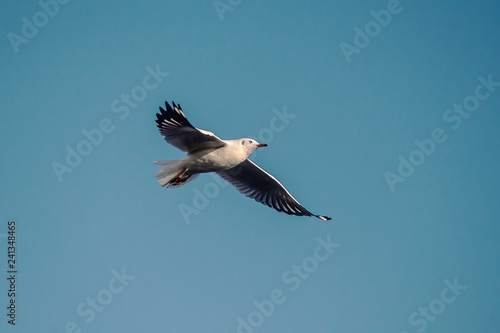 Seagull in the blue sky