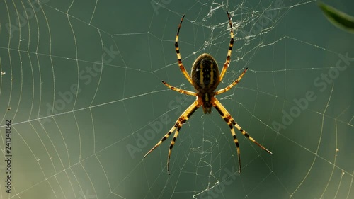 wasp spider on it's web