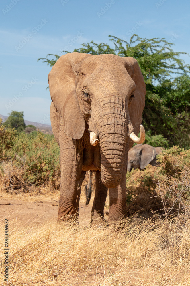 Fototapeta premium African elephant in Kenya Africa