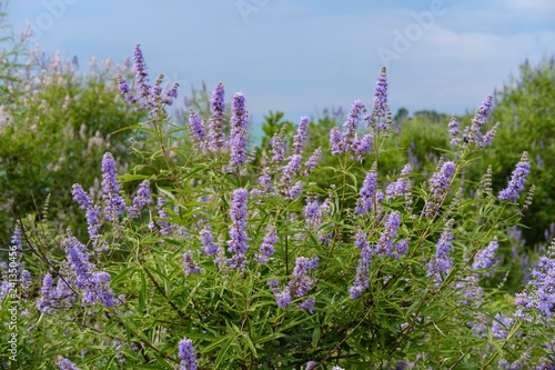 Chaste tree (Vitex agnus-castus), Lake Skadar National Park, Montenegro, Europe
