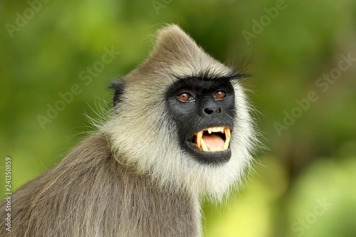 Tufted gray langur (Semnopithecus priam), animal portrait, showing teeth, Bundala National Park, Sri Lanka, Asia