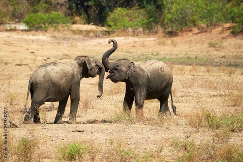 Sri Lankan elephants (Elephas maximus maximus), social behaviour, young animals, playful fight, Minneriya National Park, Northern Central Province, Sri Lanka, Asia photo