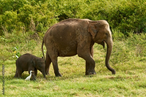 Sri Lankan elephants (Elephas maximus maximus), dam with young animal, Minneriya National Park, Northern Central Province, Sri Lanka, Asia photo