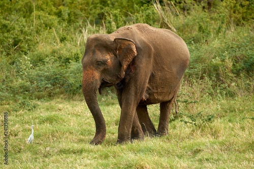 Sri Lankan elephant (Elephas maximus maximus) grazing, Minneriya National Park, Northern Central Province, Sri Lanka, Asia photo