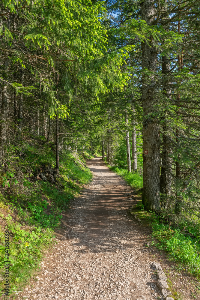 The path for hiking in the coniferous forest.
