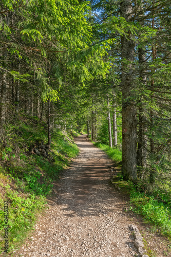 The path for hiking in the coniferous forest.