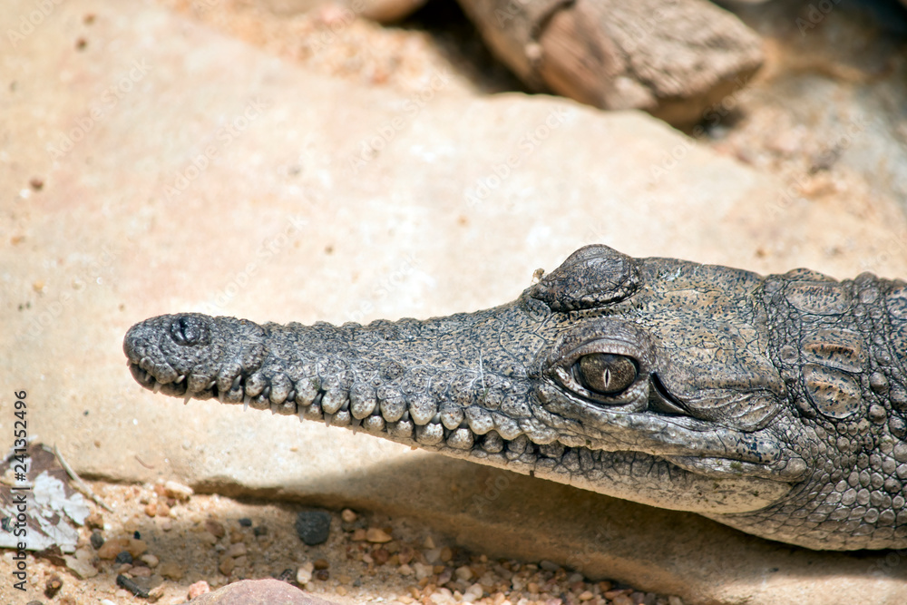 Naklejka premium fresh water crocodile