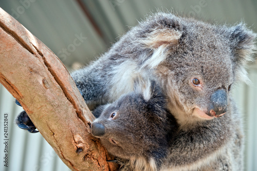 Photography an Australian koala