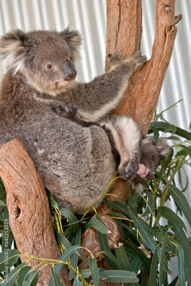 Fototapeta premium koala with joey