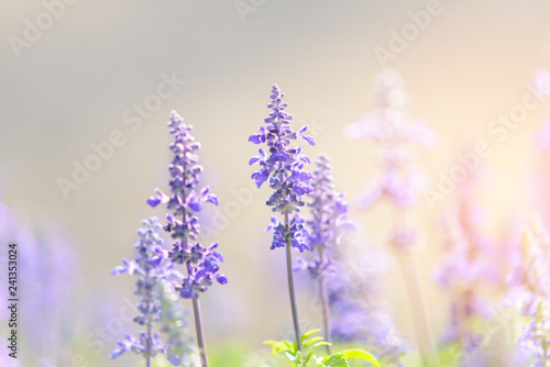 Blooming violet lavender flowers in sunny day