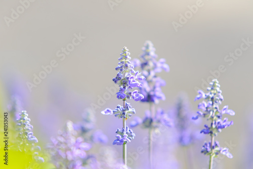 Fototapeta Naklejka Na Ścianę i Meble -  Blooming violet lavender flowers in sunny day