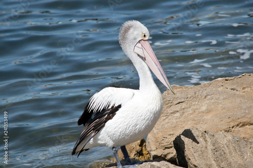 an Australian pelican