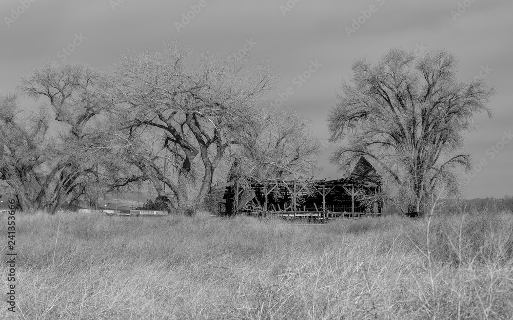 Broken down old barn surrounded by bare trees during the winter in monochrome.