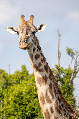 African giraffe headshot in the Masai Mara  Kenya Africa