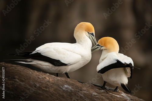 Muriwai gannets grooming each other at Muriwai gannet colony photo