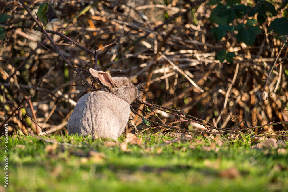 cute grey bunny eating leaves on branch on green grass field inside park under the sun cute grey bunny eating leaves on branch on green grass field inside park under the sun