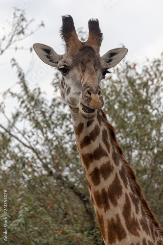 African giraffe headshot in the Masai Mara, Kenya Africa © Heather