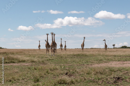 Photography Group of giraffes on the Masai Mara, Kenya, Africa