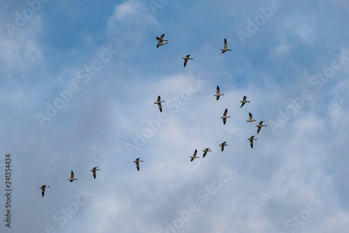 a flock of snow geese star to form a formation under cloudy blue sky