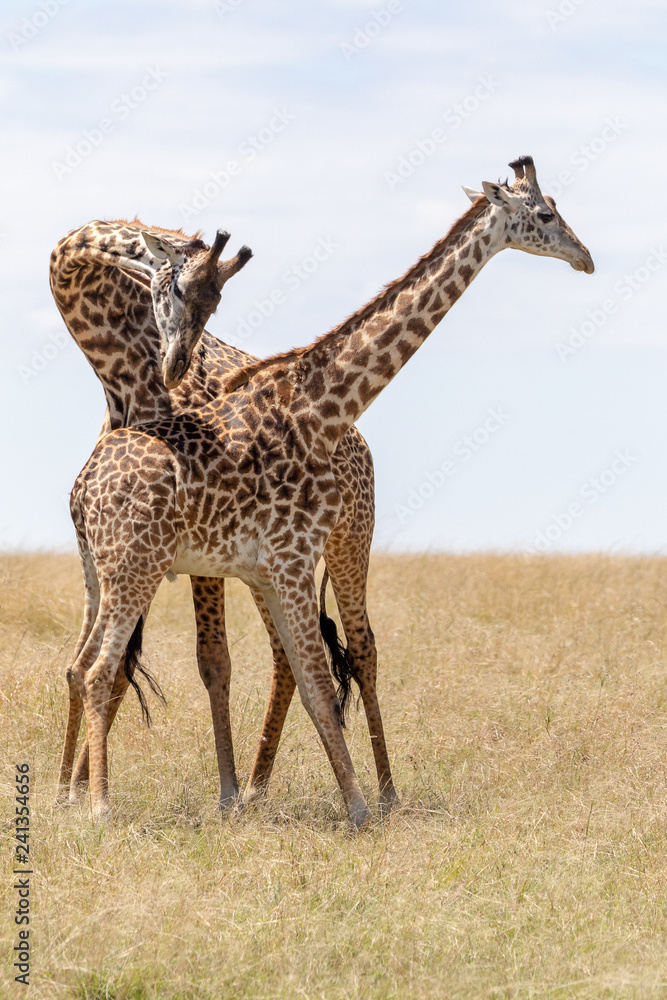Giraffes fighting in Masai Mara, Kenya, Africa Giraffes fighting in Masai Mara, Kenya, Africa
