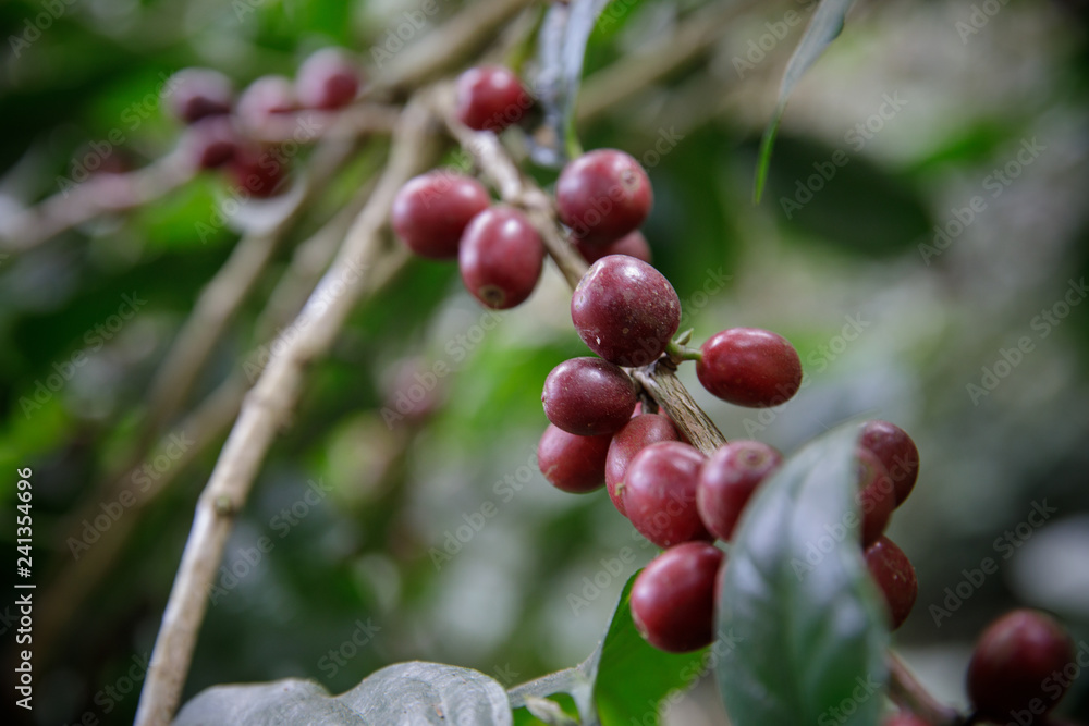 Coffee beans on tree in farm, Close up fresh organic red coffee on coffee tree, Coffee beans ripening on tree Coffee beans on tree in farm, Close up fresh organic red coffee on coffee tree, Coffee beans ripening on tree