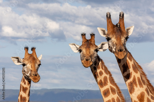 Rothchild's giraffe, Kenya, Africa