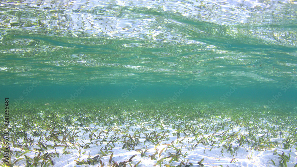 Underwater ocean background Underwater ocean background