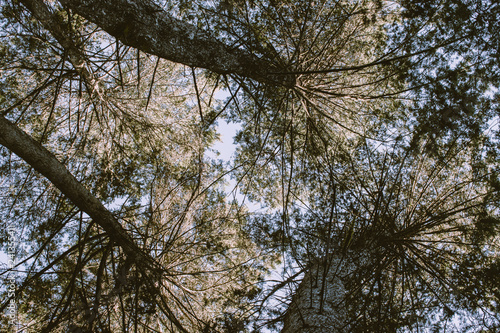 Cielo y bosque