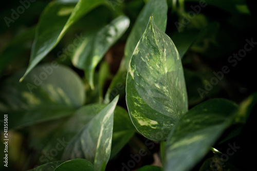 green leaves natural background wallpaper  texture of leaf  leaves with space for text 