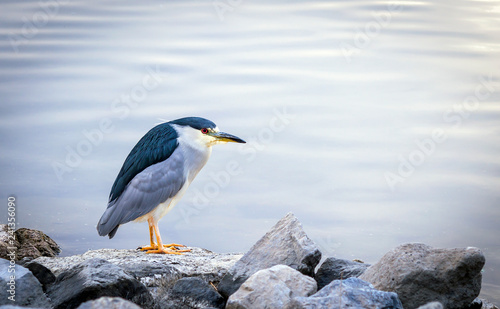 Crested Night Heron portrait on a rocky shoreline with copy space.