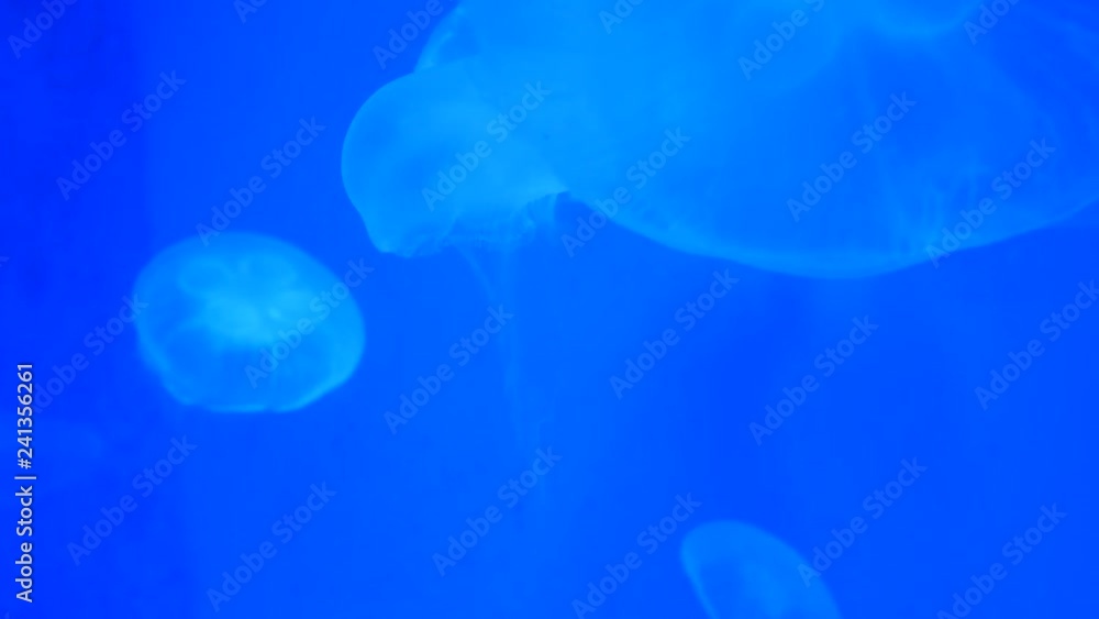 Close-up Jellyfish, Medusa in fish tank with neon light. Close-up Jellyfish, Medusa in fish tank with neon light.