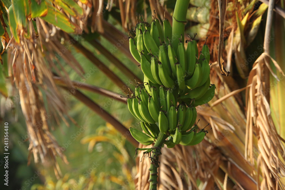 Obraz premium GREEN BANANAS ON A TREE