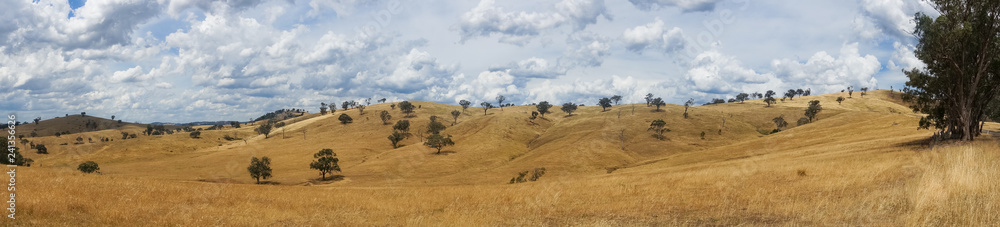 Obraz premium Panorama of paddock with yellow grass. picturesque rural landscape