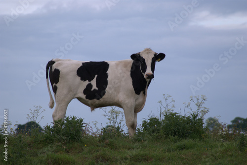 Lone cow standing.