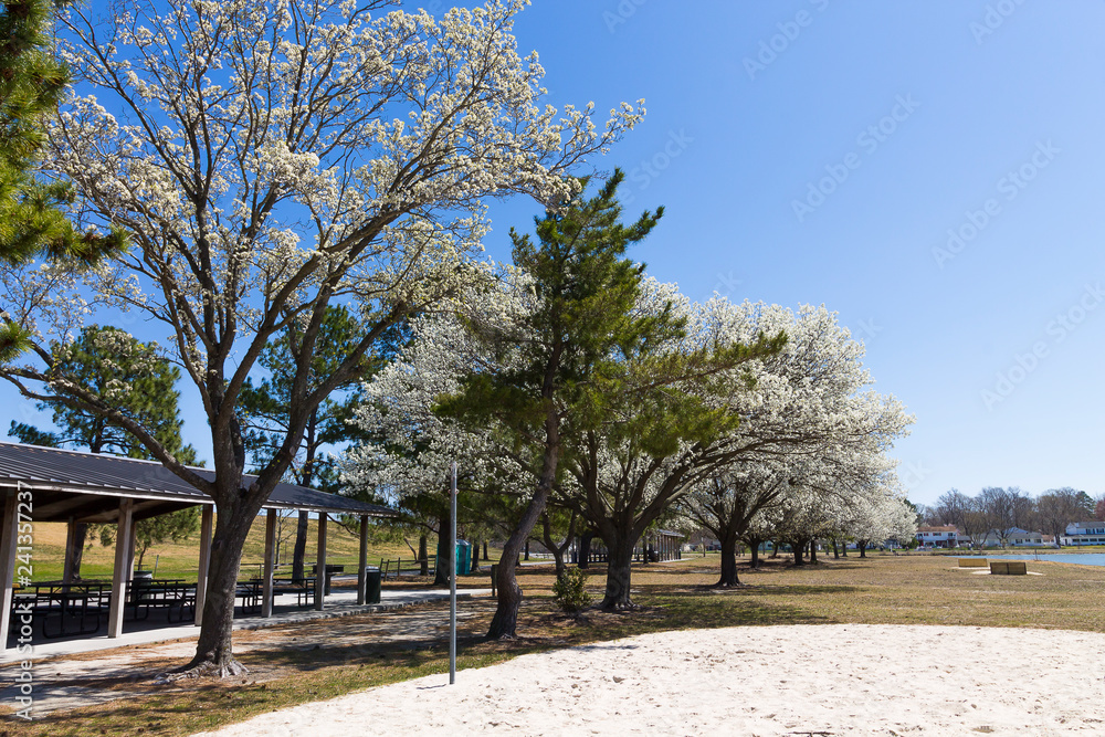 Picnic shelters and blooming dogwood trees at Mount Trashmore Park in Virginia Beach, Virginia. Picnic shelters and blooming dogwood trees at Mount Trashmore Park in Virginia Beach, Virginia.