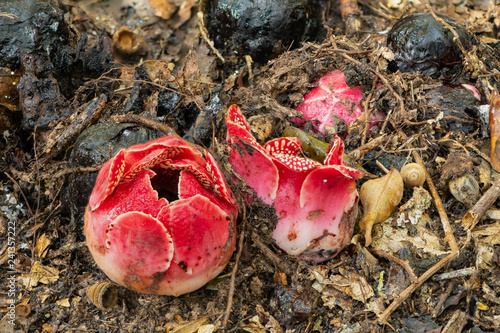 Globose bud of Sapria himalayana flower starts to open