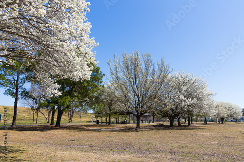 Blooming dogwood trees at Mount Trashmore Park in Virginia Beach, Virginia. photo