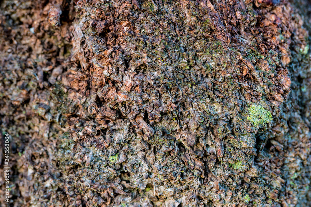 texture and colours of bark texture and colours of bark