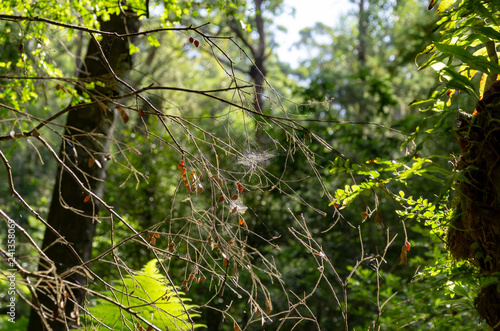 Toolangi Forest Spider Web