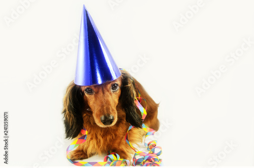 Canvas Print party dog