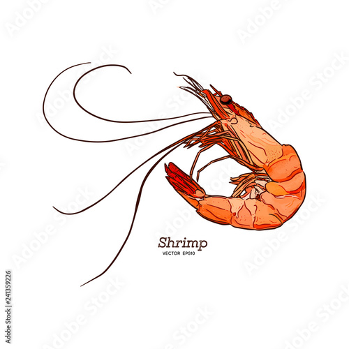 Vector illustration of shrimp sketch style - Vector