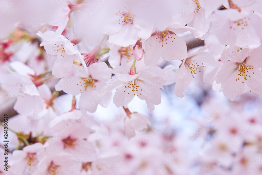 桜の花　一面　中央　満開