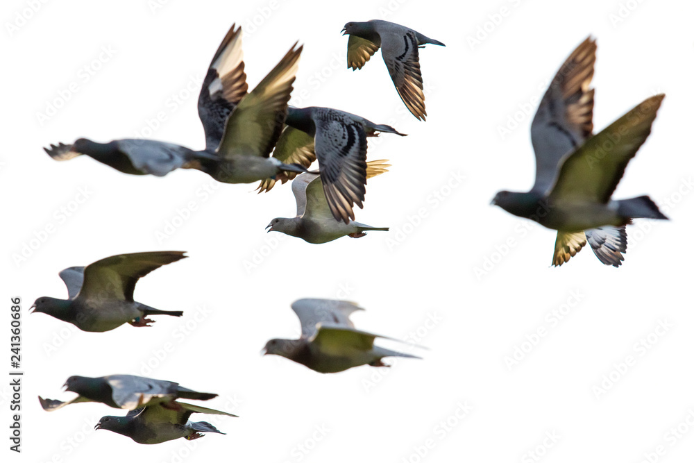 Obraz premium flock of speed racing pigeon flying against white background