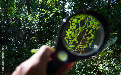 Look closely at nature through a magnifying glass