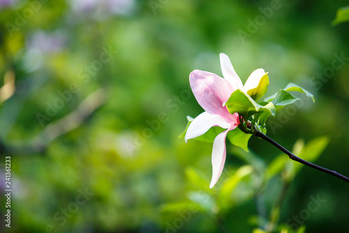Fototapeta Naklejka Na Ścianę i Meble -  Beautiful blossomed magnolia branch in spring, pink Magnolia flower blooming tree. Nature, spring background 