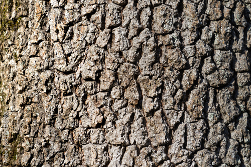 natural background made of a closeup of brown tree bark with wide grooves.
