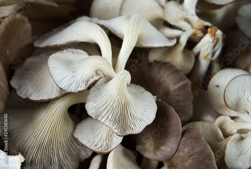 Organic edible mushroom