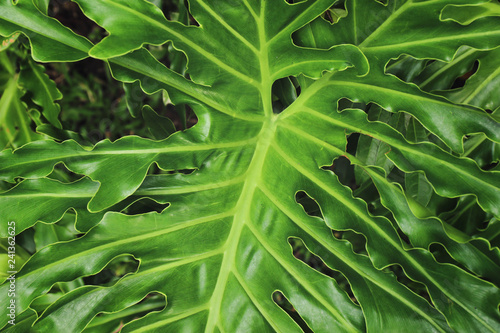 Green background concepts. Tropical palm leaves, jungle leaf close up.