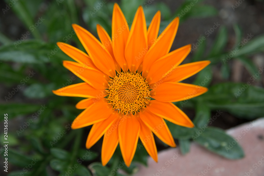 Orange nasturum Orange nasturum